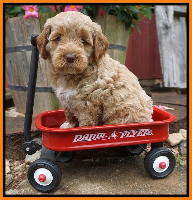 Gem Parson pups  6 wks old 461