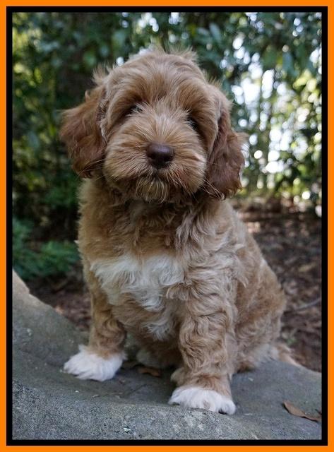 Gem Parson pups  8 wks old 330