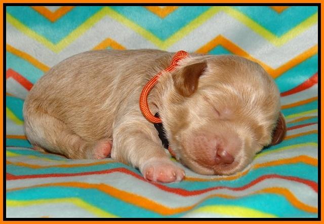 Gem Parson pups 1 wk old 151