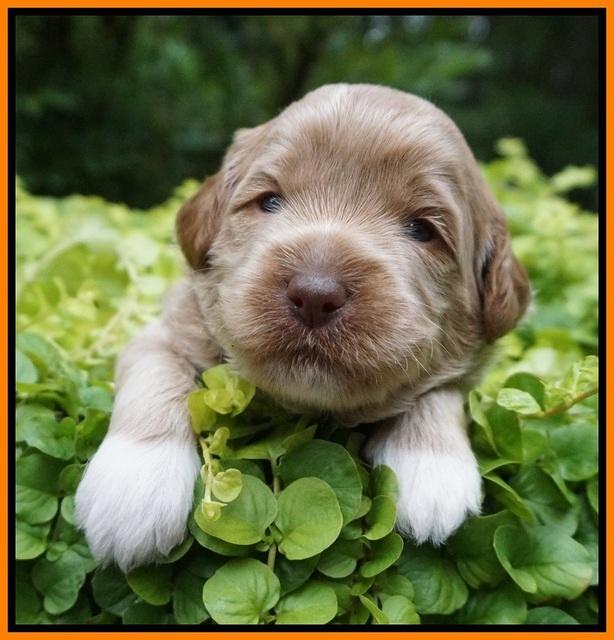 Gem Parson pups 3 wk old 231