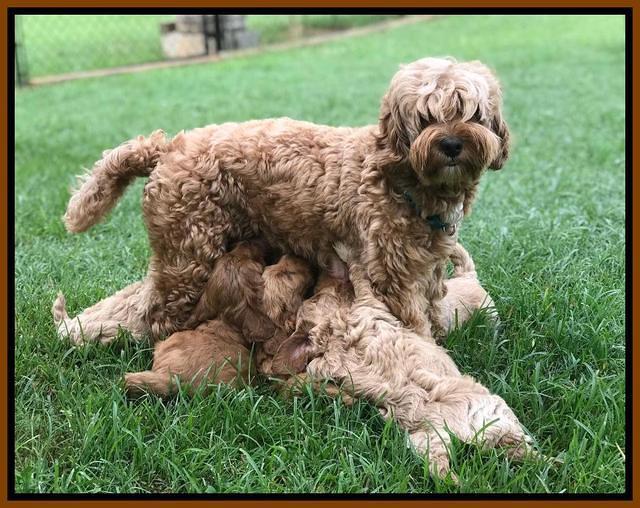 Gem Parson pups  6 wks old 11