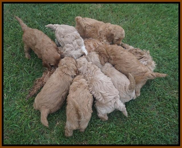 Gem Parson pups  6 wks old 351