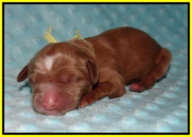 Ellie Blaze Newborn L2 101