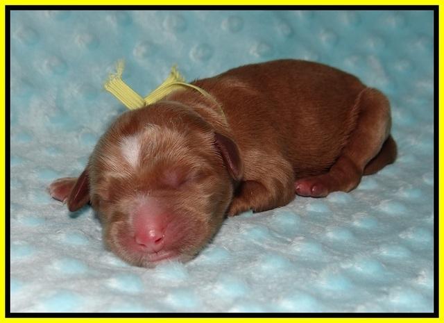 Ellie Blaze Newborn L2 111