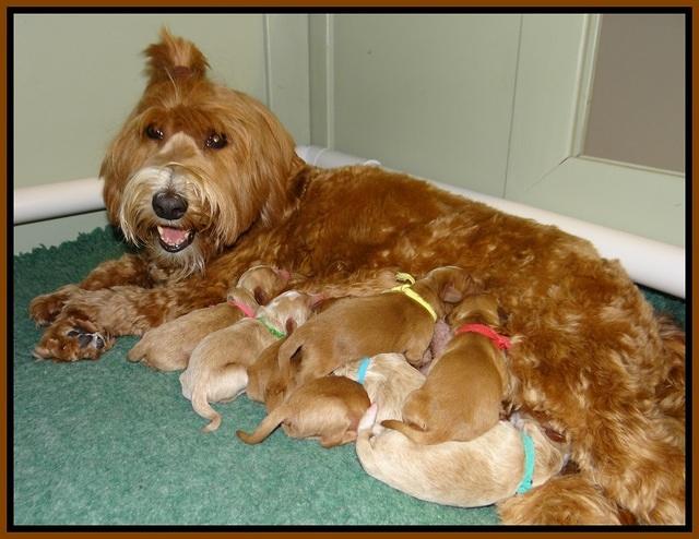 Ellie Blaze Newborn L2 230