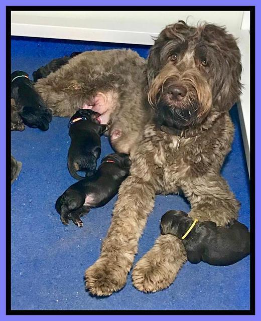 Cayman Trace pups 1 wk old 171