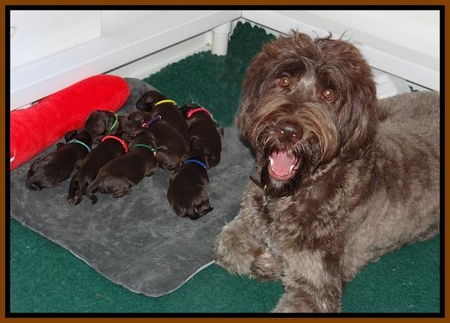 Caymen Trace newborn pups 91