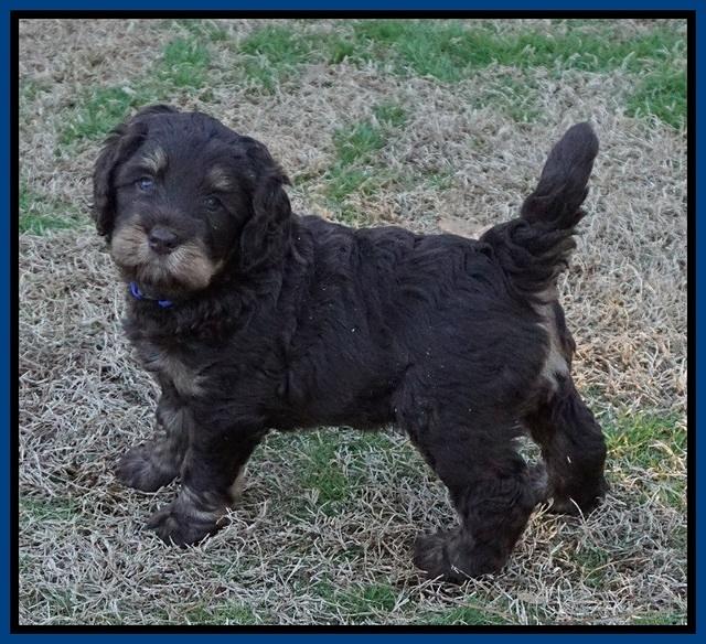 Cayman Trace pups 6 wks old 291