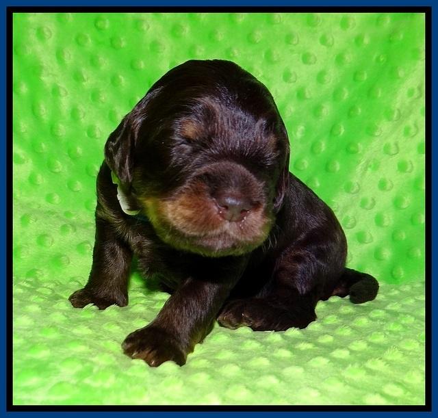 Caymen Trace pups 2 wks old 121