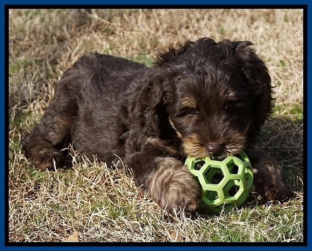 Caymen Trace pups 7 wks old 2222