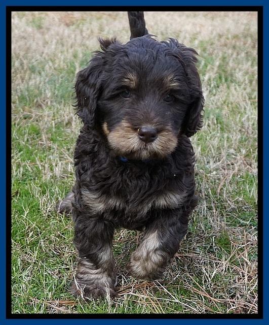Caymen Trace pups 7 wks old 2242