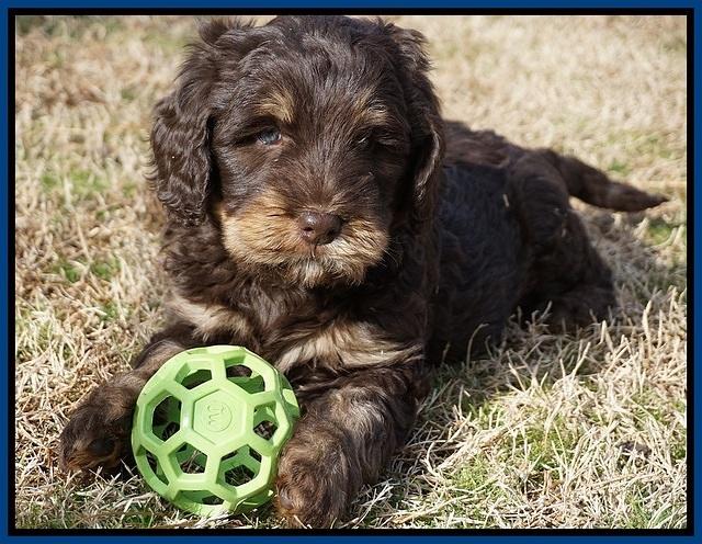Caymen Trace pups 7 wks old 2252