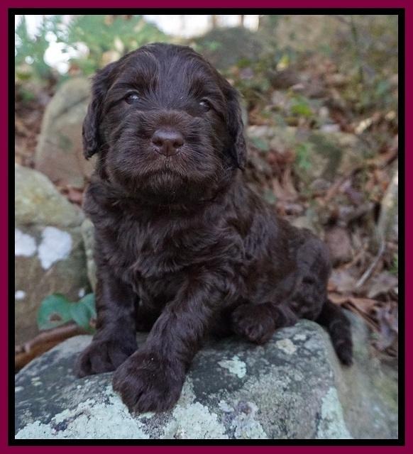Caymen Trace pups 4 wks old 221