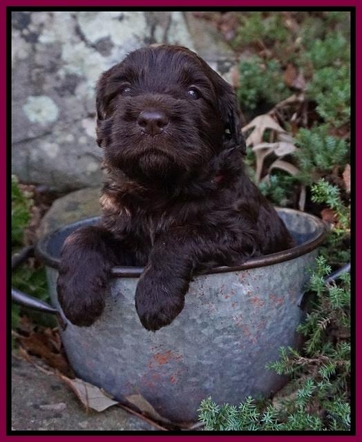 Caymen Trace pups 4 wks old 251