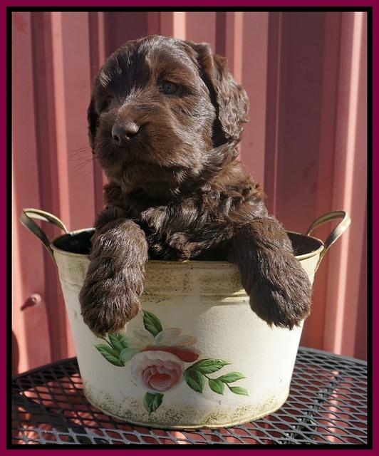 Caymen Trace pups 5 wks old 311