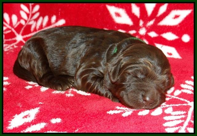 Cayman Trace pups 1 wk old 131