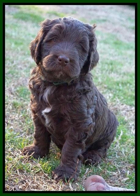 Cayman Trace pups 6 wks old 341