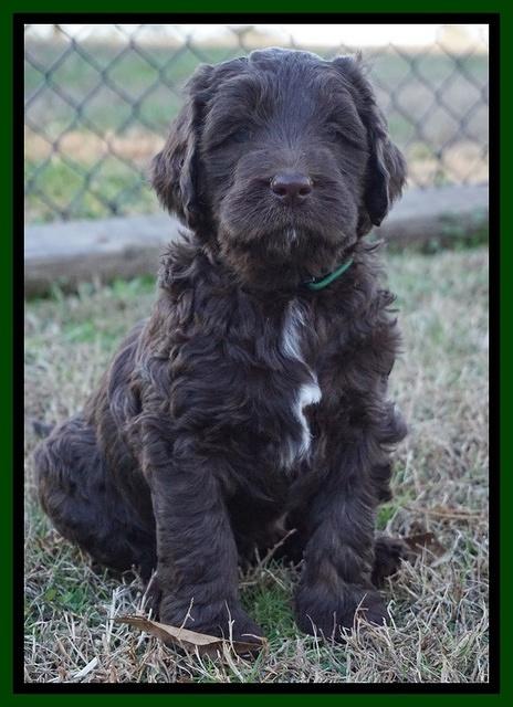 Cayman Trace pups 6 wks old 371