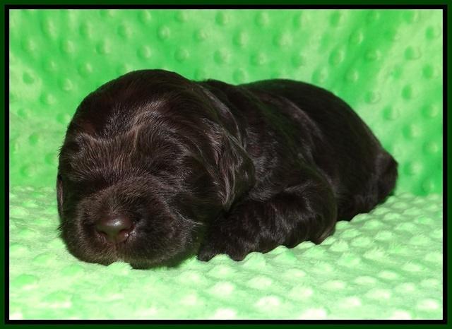 Caymen Trace pups 2 wks old 171