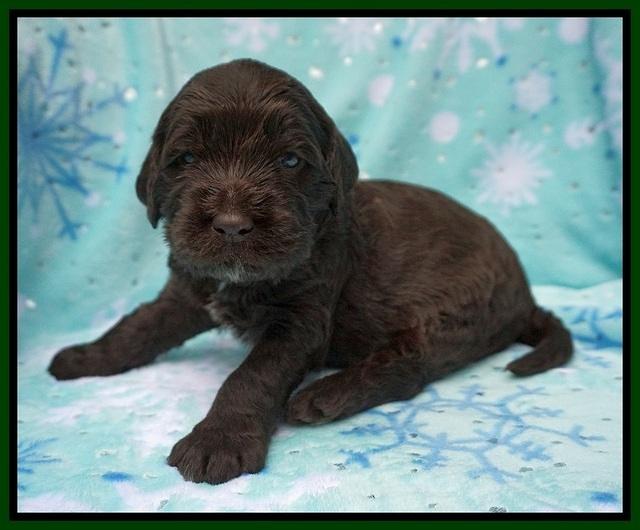 Caymen Trace pups 3 wks old 161