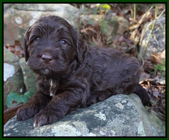 Caymen Trace pups 4 wks old 281