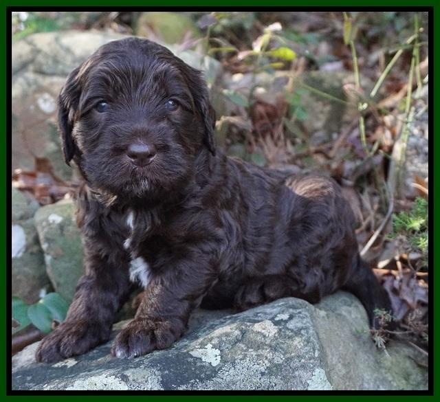 Caymen Trace pups 4 wks old 291
