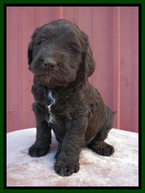 Caymen Trace pups 5 wks old 381