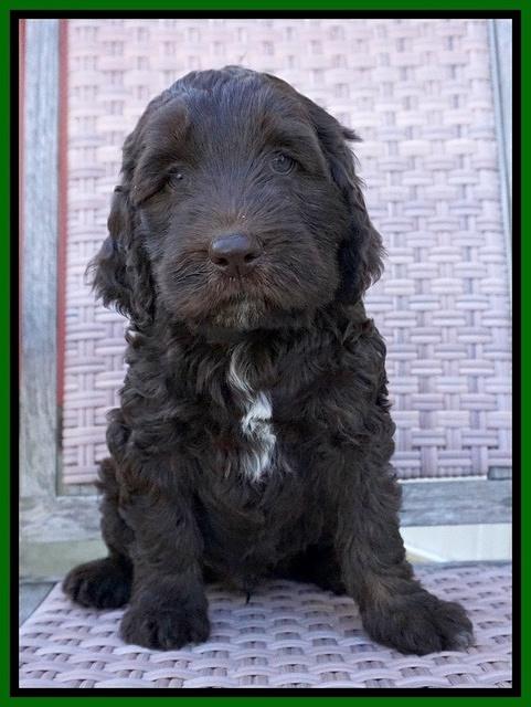 Caymen Trace pups 7 wks old 2322