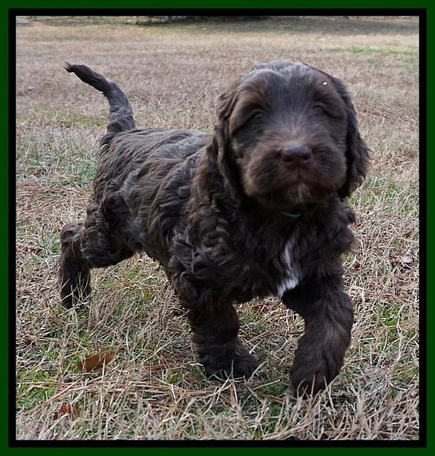 Caymen Trace pups 7 wks old 2342