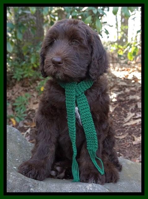 Caymen Trace pups 8 weeks old 281