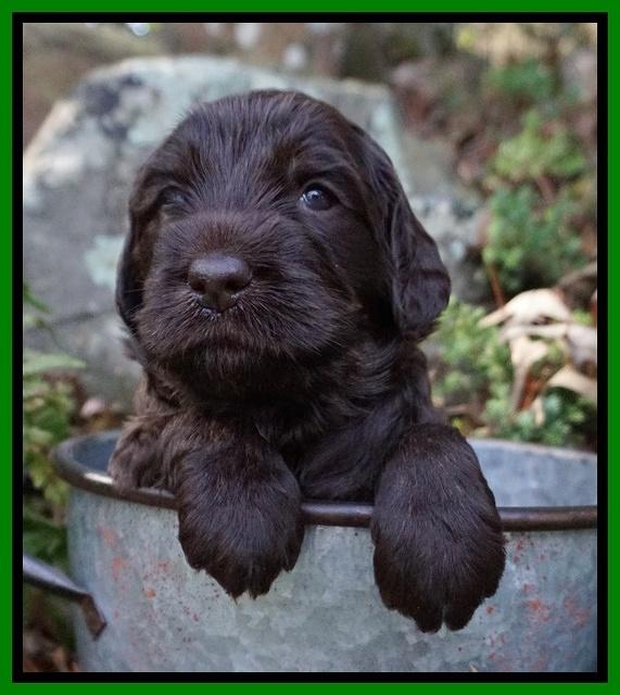 Caymen Trace pups 4 wks old 111