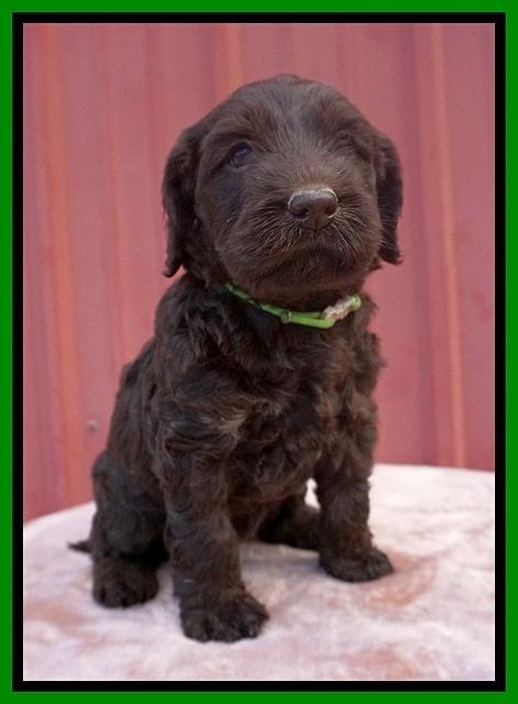 Caymen Trace pups 5 wks old 181