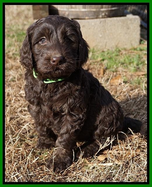 Caymen Trace pups 7 wks old 2152