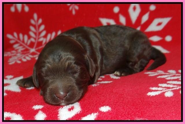 Cayman Trace pups 1 wk old 11
