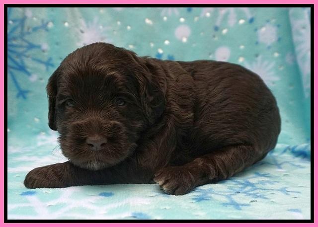 Caymen Trace pups 3 wks old 11