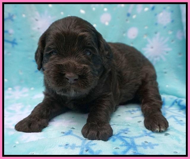 Caymen Trace pups 3 wks old 21