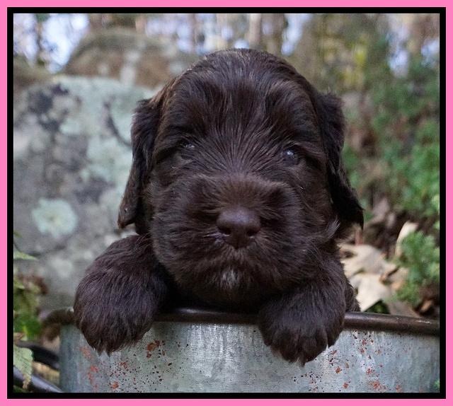 Caymen Trace pups 4 wks old 11