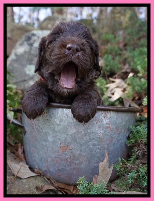 Caymen Trace pups 4 wks old 21