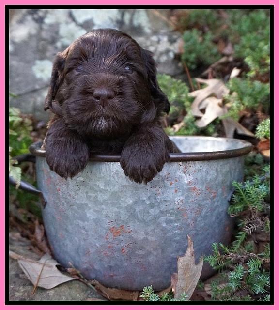 Caymen Trace pups 4 wks old 31