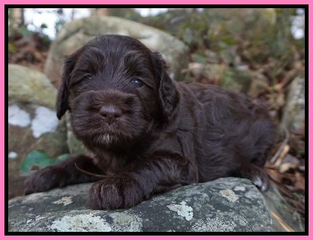 Caymen Trace pups 4 wks old 41