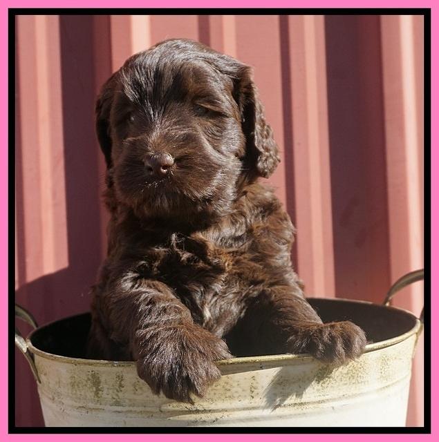 Caymen Trace pups 5 wks old 21