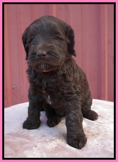 Caymen Trace pups 5 wks old 41