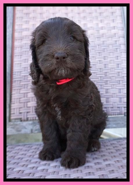 Caymen Trace pups 7 wks old 222