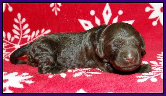 Cayman Trace pups 1 wk old 31