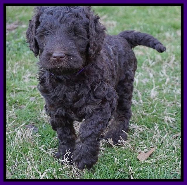 Cayman Trace pups 6 wks old 91