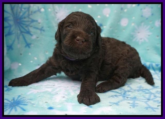 Caymen Trace pups 3 wks old 51