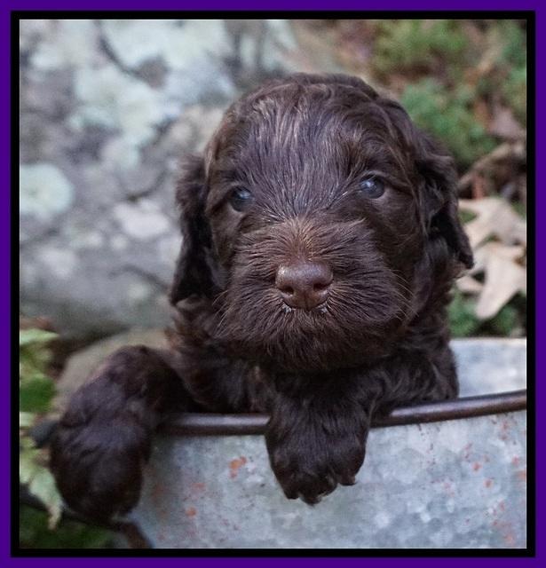 Caymen Trace pups 4 wks old 1100