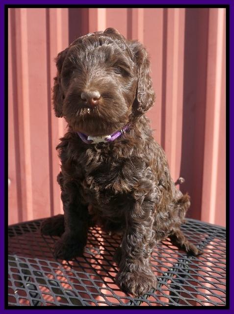 Caymen Trace pups 5 wks old 111