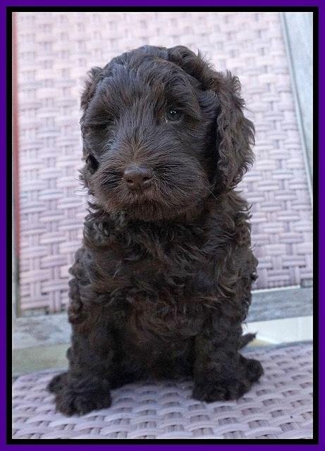 Caymen Trace pups 7 wks old 262