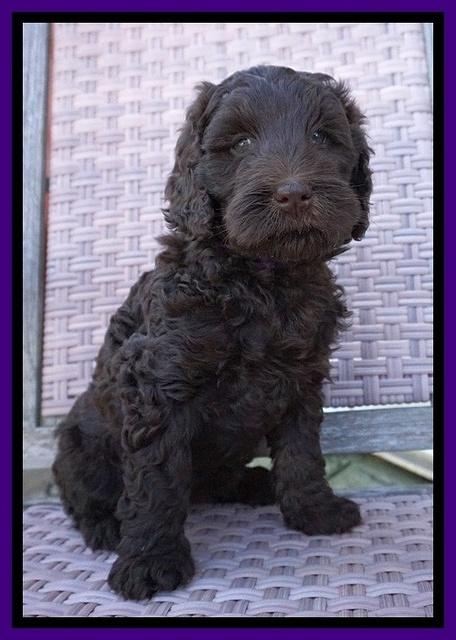 Caymen Trace pups 7 wks old 282